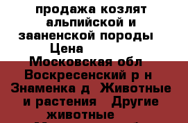 продажа козлят альпийской и зааненской породы › Цена ­ 1 500 - Московская обл., Воскресенский р-н, Знаменка д. Животные и растения » Другие животные   . Московская обл.